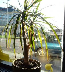 Tom Yum Thai Étterem