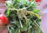 Tommy di Napoli Budapest