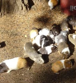 Törökmező Kalandpark