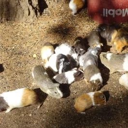 Törökmező Kalandpark Nagymaros - Egyéb