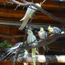 Törökmező Kalandpark Nagymaros - Egyéb