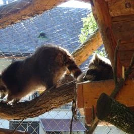 Törökmező Kalandpark Nagymaros - Egyéb