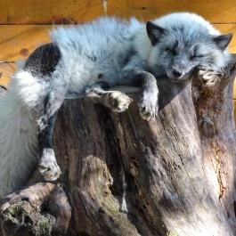 Törökmező Kalandpark Nagymaros - Egyéb