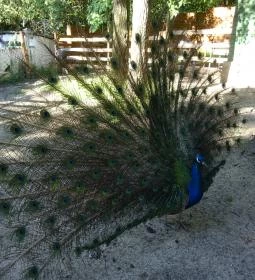 Törökmező Kalandpark