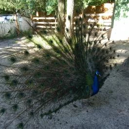 Törökmező Kalandpark Nagymaros - Egyéb