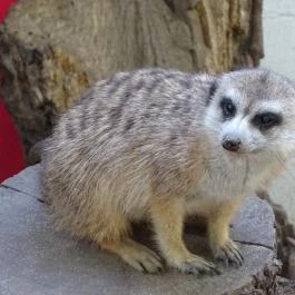 Törökmező Kalandpark Nagymaros - Egyéb