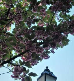 Tóth Árpád sétány