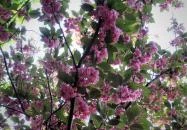 Tóth Árpád sétány Budapest