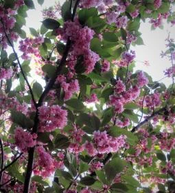 Tóth Árpád sétány