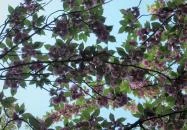 Tóth Árpád sétány Budapest