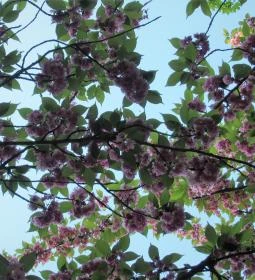 Tóth Árpád sétány