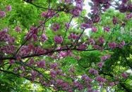 Tóth Árpád sétány Budapest