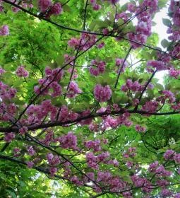 Tóth Árpád sétány