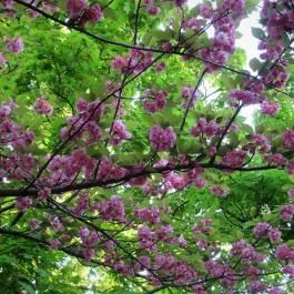 Tóth Árpád sétány Budapest - Egyéb