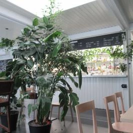 Trafik, Budapest - Egyéb