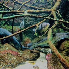 Tropicarium Budapest - Egyéb