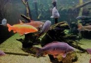 Tropicarium Budapest