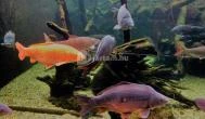 Tropicarium Budapest - 