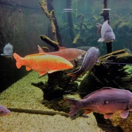 Tropicarium Budapest - Egyéb