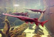 Tropicarium Budapest