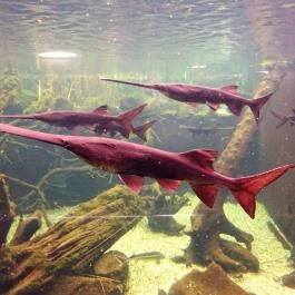 Tropicarium Budapest - Egyéb