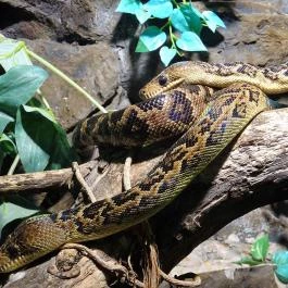 Tropicarium Budapest - Egyéb