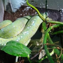 Tropicarium Budapest - Egyéb