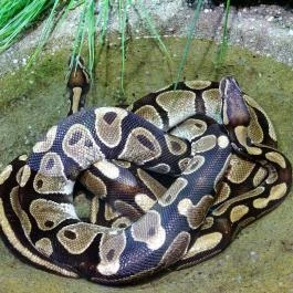 Tropicarium Budapest - Egyéb