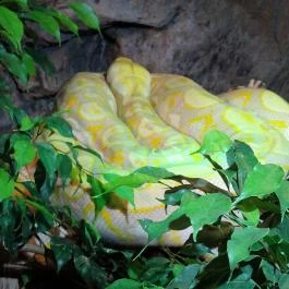 Tropicarium Budapest - Egyéb