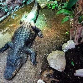 Tropicarium Budapest - Egyéb