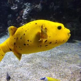 Tropicarium Budapest - Egyéb
