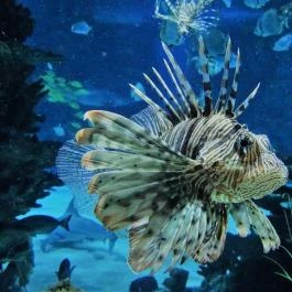 Tropicarium Budapest - Egyéb