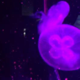 Tropicarium Budapest - Egyéb