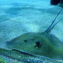 Tropicarium Budapest - Egyéb