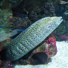 Tropicarium Budapest - Egyéb