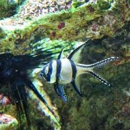 Tropicarium Budapest - Egyéb