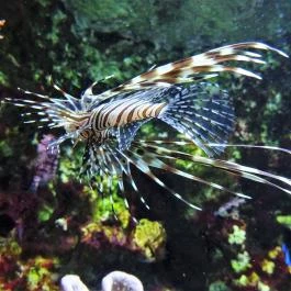 Tropicarium Budapest - Egyéb