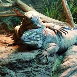 Tropicarium Budapest - Egyéb