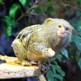 Tropicarium Budapest - Egyéb