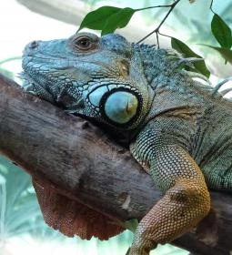 8. legjobb látnivaló: Tropicarium