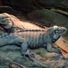 Tropicarium Budapest - Egyéb