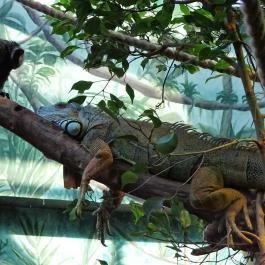 Tropicarium Budapest - Egyéb