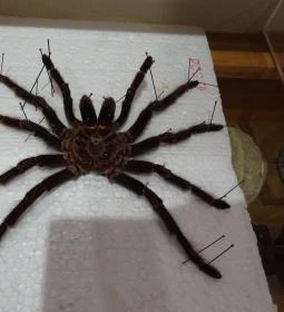 Újpesti Lepkemúzeum Alapítvány