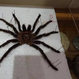 Újpesti Lepkemúzeum Alapítvány Budapest - Egyéb