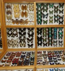 Újpesti Lepkemúzeum Alapítvány