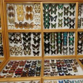 Újpesti Lepkemúzeum Alapítvány Budapest - Egyéb