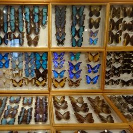 Újpesti Lepkemúzeum Alapítvány Budapest - Egyéb