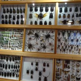 Újpesti Lepkemúzeum Alapítvány Budapest - Egyéb