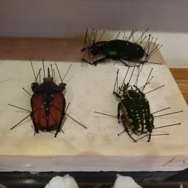 Újpesti Lepkemúzeum Alapítvány Budapest - Egyéb