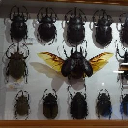 Újpesti Lepkemúzeum Alapítvány Budapest - Egyéb